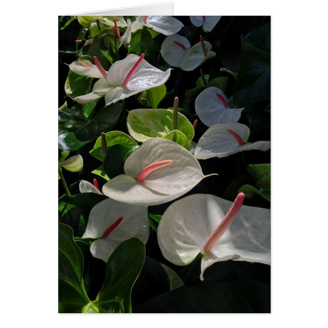 Anthurium Hälsningskort (Framsidan)