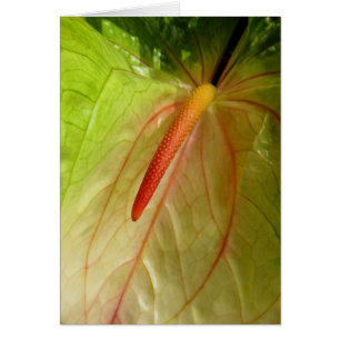 Anthurium Hälsningskort