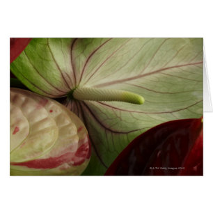 anthurium hälsningskort