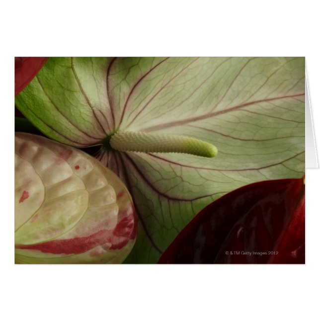 anthurium hälsningskort (Framsidan Horizontal)