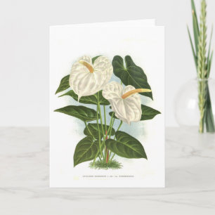 Anthurium Kort