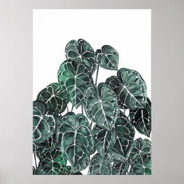 Anthurium Plant Löv Poster