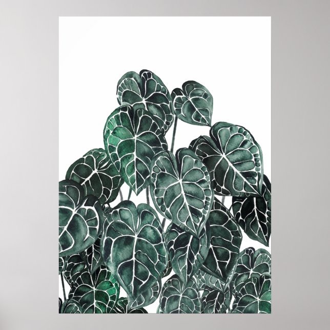 Anthurium Plant Löv Poster (Framsidan)