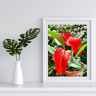 Anthurium Red Flower Mexiko Poster