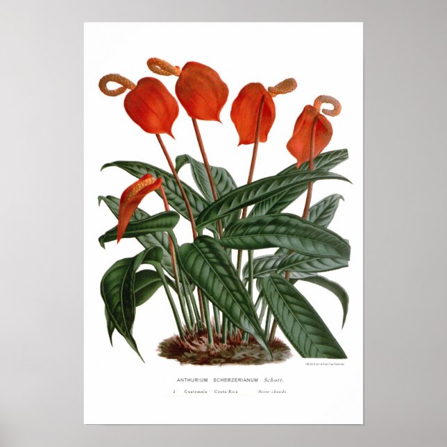 Anthurium scherzerianum poster (Framsidan)