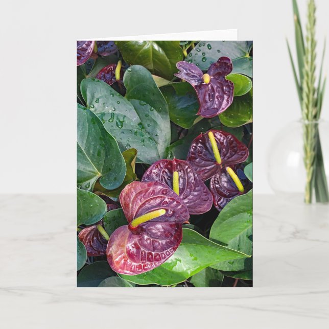 Anthurium Tack Kort (Framsida)