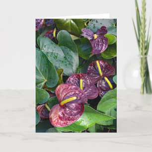 Anthurium Tack Kort