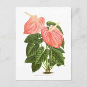 Anthurium Vykort
