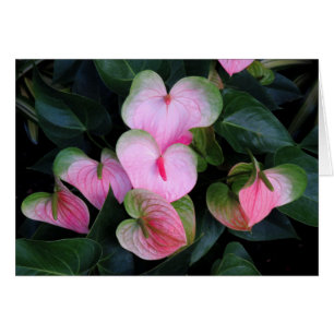 Anthuriums Hälsningskort