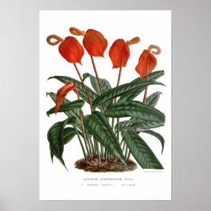 Anthuriumscherzerianum Poster