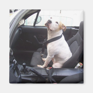 Anti Michael Vick Magnet