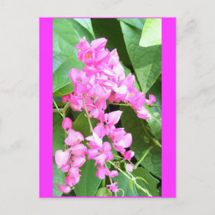 Antigonon leptopus eller Coral Vine. Vykort