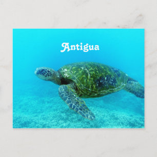 Antigua hök fakturerad sköldpadda vykort