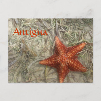 Antigua Starfish-vykort Vykort