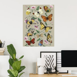 Antik 1842 Fjäril Moth Botanisk Blommig Konst Poster