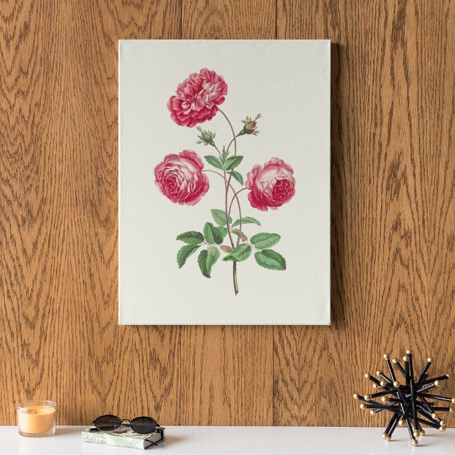 Antik akvarell botanisk tryck (Antique Watercolor Botanical Print)