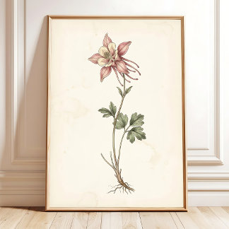 Antik Akvileja Botanisk Gårdshus Konst Poster