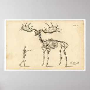 Antik Anatomical gå skelett- man + Älg Poster
