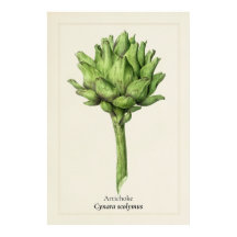Antik Artischock Botanisk Illustration | Köket