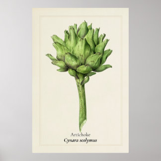 Antik Artischock Botanisk Illustration | Köket Poster