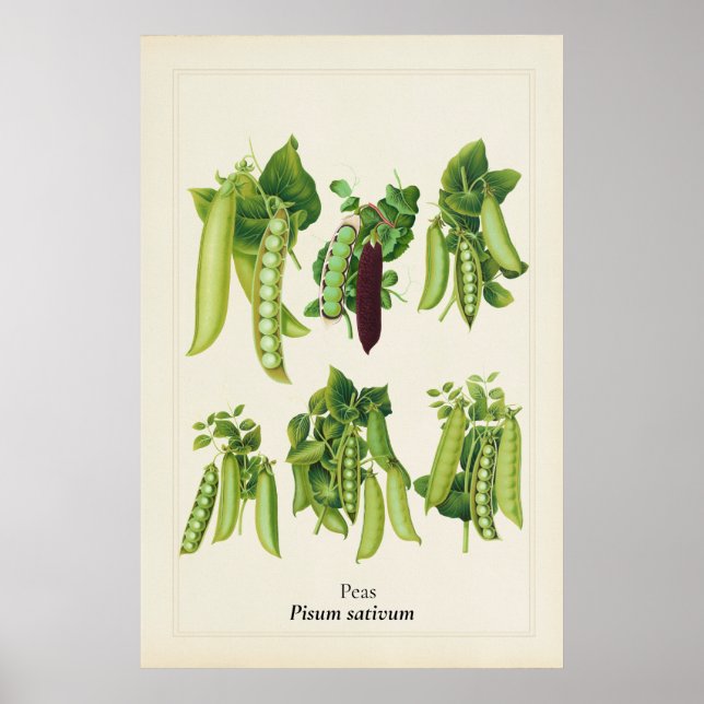 Antik ärtväxt botanisk illustration, köks konst poster (Framsidan)