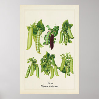 Antik botanisk illustration av ärtor, kökskonst poster