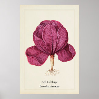 Antik botanisk illustration av rödkål Väggkonst