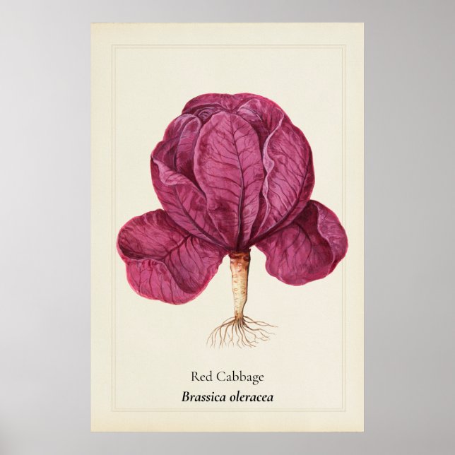 Antik botanisk illustration av rödkål Väggkonst (Framsidan)