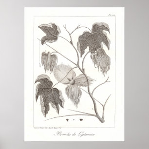 Antik botanisk illustration för bomullsväxtaffis poster