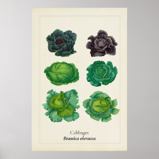 Antik botanisk kale-illustration väggkonst