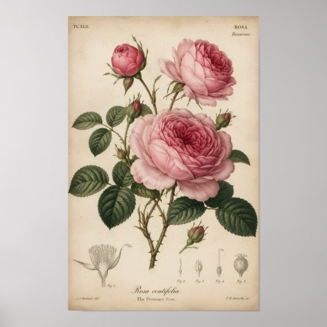 ANTIK BOTANISK PLANCH ROSOR POSTER (Framsidan)