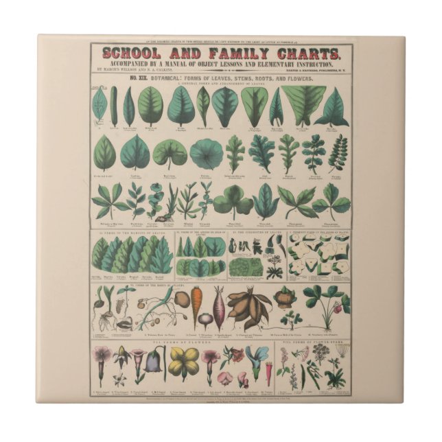 Antik botanisk skolplanschart vintage natur kakelplatta (Framsidan)