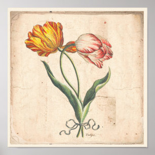 Antik botanisk tryckaffisch för tulpan poster