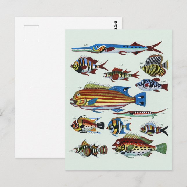 Antik Färgrik Exotisk Fisk Naturhistorisk Trycknin Vykort (Fram/baksida)