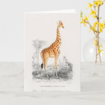 Antik Giraff Naturhistorisk Tryck Orbigny