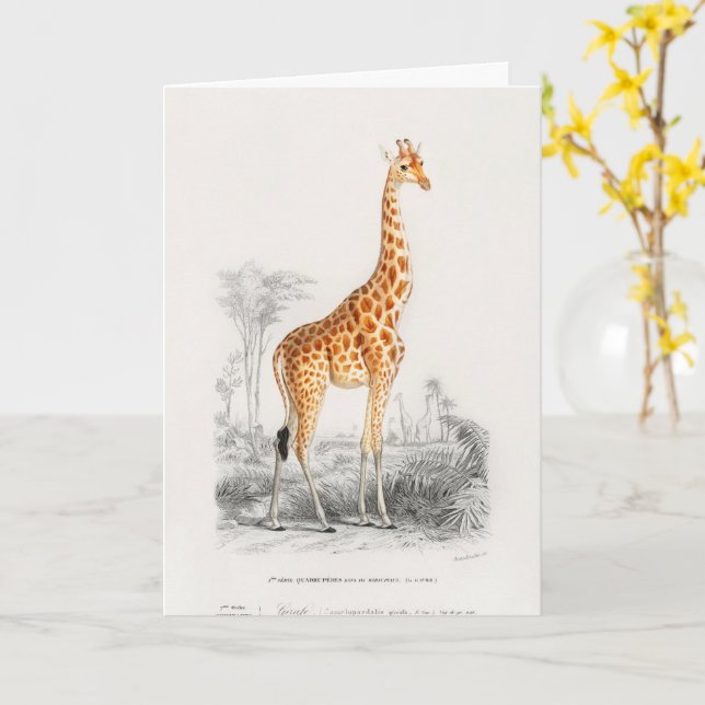 Antik Giraff Naturhistorisk Tryck Orbigny Kort (Gul blomma)