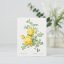 Antik Gul Svavelros Postkort