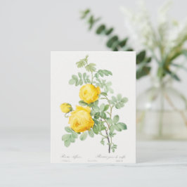 Antik Gul Svavelros Postkort Vykort