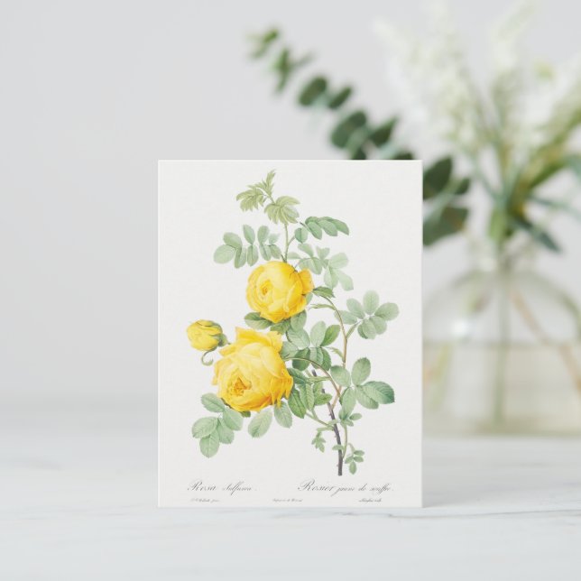Antik Gul Svavelros Postkort Vykort (Stående Fram)