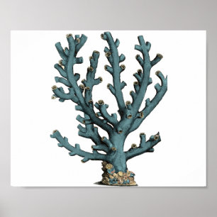 Antik havskorallillustration poster