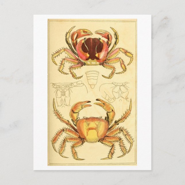 Antik illustration av krabba vykort (Framsida)