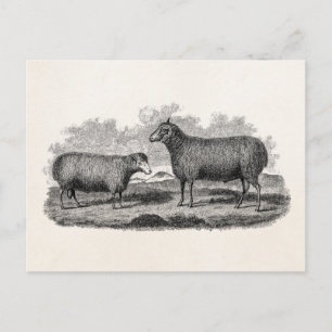 Antik illustration av tacka från 1800-talet Retro Vykort