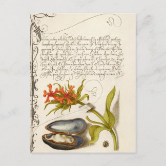Antik kalligrafitext botanisk illustration po vykort