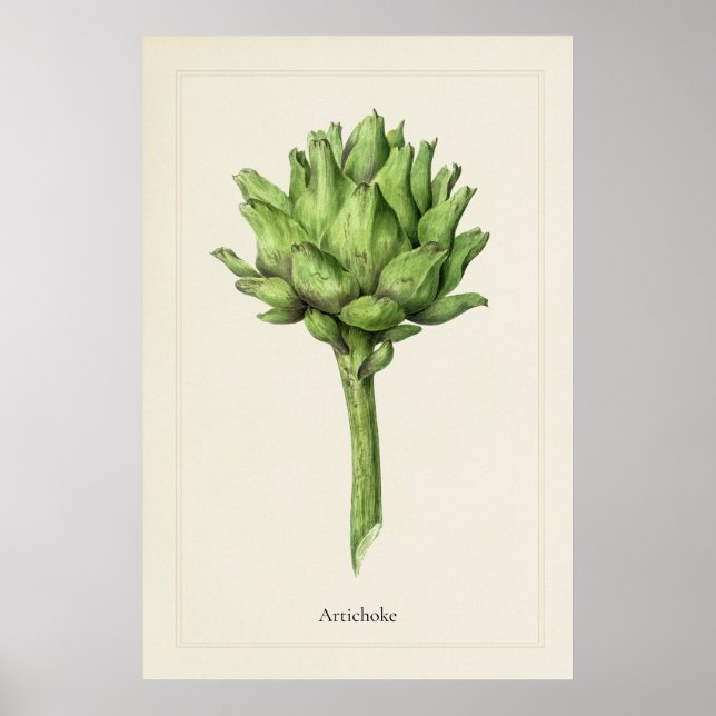 Antik konsttryck av kronärtskocka botanisk konst poster (Framsidan)
