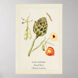 Antik konsttryck av kronärtskocka i botanisk stil poster