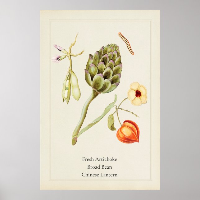 Antik konsttryck av kronärtskocka i botanisk stil poster (Framsidan)