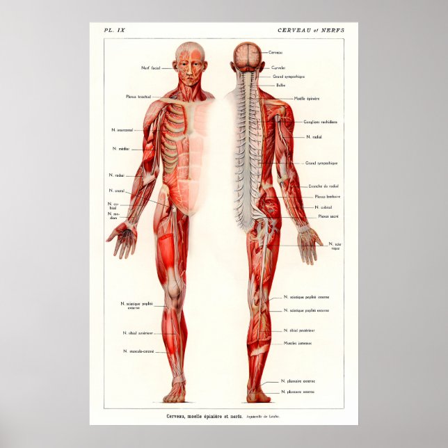 Antik konsttryck av mänsklig anatomi från 1800-tal poster (Framsidan)