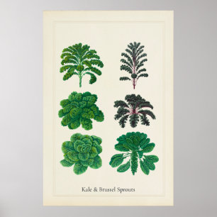Antik kulinarisk botanisk konsttryck av kale poster