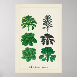 Antik kulinarisk botanisk konsttryck av kale poster