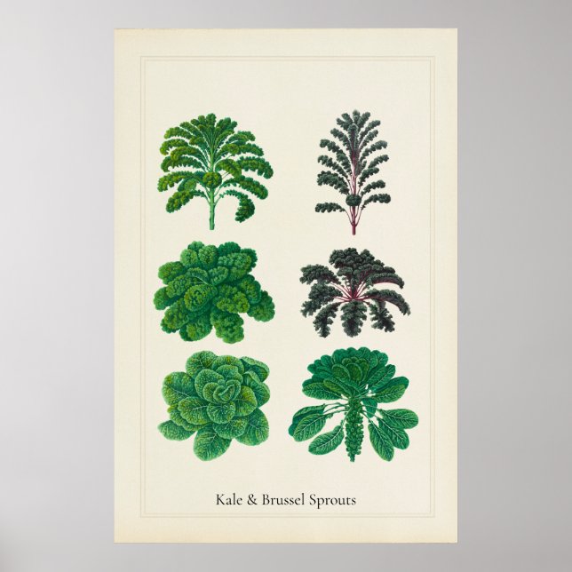 Antik kulinarisk botanisk konsttryck av kale  poster (Framsidan)